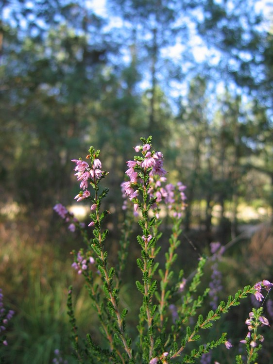 Calluna vulgaris